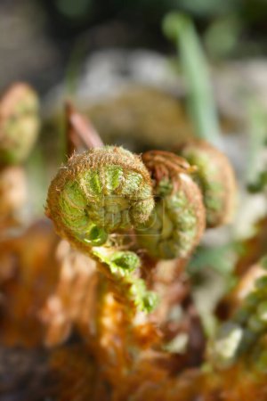 Escudo duro-helecho nuevas hojas - Nombre latino - Polystichum aculeatum