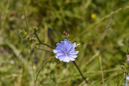 Fleur de chicorée sauvage - Nom latin - Cichorium intybus