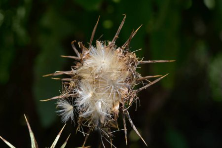 Foto de Cabeza de semilla de cardo lechoso - Nombre latino - Silybum marianum - Imagen libre de derechos