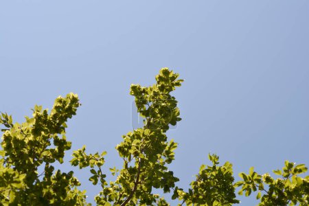 Ramas de carpe orientales con hojas y semillas contra el cielo azul - Nombre latino - Carpinus orientalis