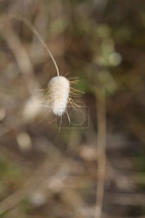 Herbe à queue de lièvre - Nom latin - Lagurus ovatus