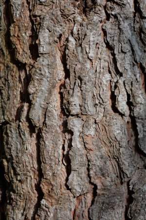 Detail aus italienischer Zirbenrinde - lateinischer Name - Pinus pinea