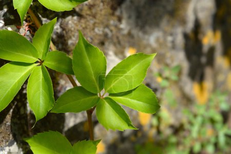 Virginia creeper leaves - Latin name - Parthenocissus quinquefolia 
