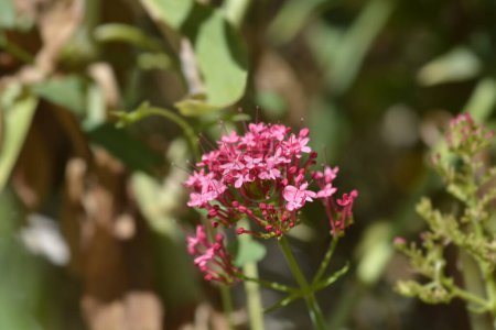 Red valerian flowers - Latin name - Centranthus ruber