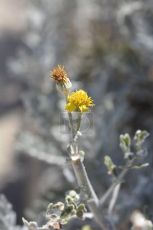 Flores amarillas de ragwort de plata - Nombre latino - Jacobaea maritima