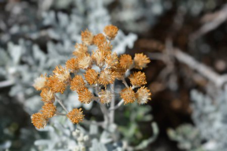 Cabezas de semillas de ragwort de plata - Nombre latino - Jacobaea maritima
