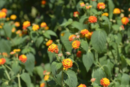 Téléchargez les photos : Verveine arbustive fleurs orange et jaune - Nom latin - Lantana camara - en image libre de droit