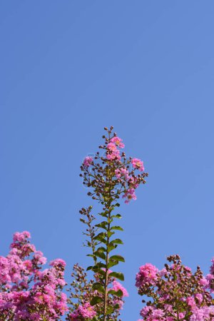 Rosafarbener Myrtenzweig mit Blüten - lateinischer Name - Lagerstroemia indica
