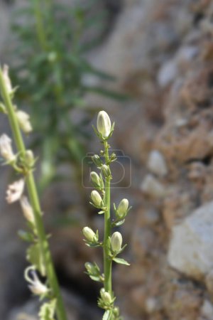 Capullos de flores de campanilla de chimenea - Nombre latino - Campanula pyramidalis