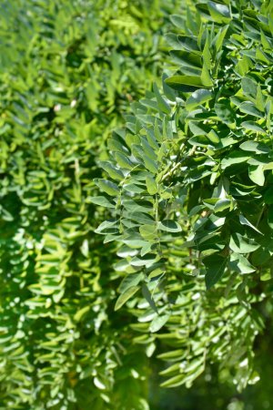 Weinende japanische Pagodenzweige mit grünen Blättern - lateinischer Name - Sophora japonica pendula