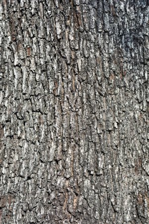 Detalle corteza de roble siempreverde - Nombre latino - Quercus ilex