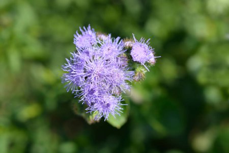 Blue Floss Blume - lateinischer Name - Ageratum houstonianum