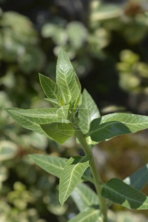 Cotonnière à feuilles larges - Nom latin - Gomphocarpus cancellatus