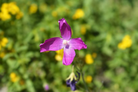 Purple poppy-mallow flower - Latin name - Callirhoe involucrata