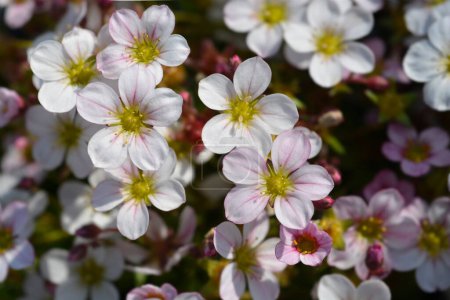 Mossy Saxifrage fleurs blanches et rose pâle - Nom latin - Saxifraga Pixie Appleblossom