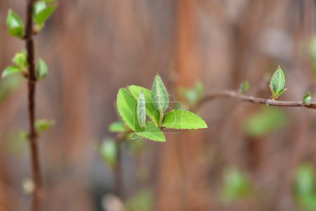Branche floue de deutzia avec de nouvelles feuilles - Nom latin - Deutzia scabra Flore Pleno