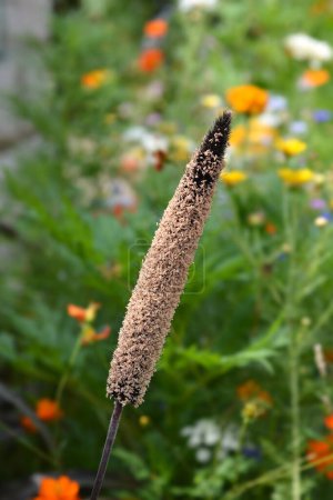 Bulrush millet flower - Nom latin - Cenchrus americanus