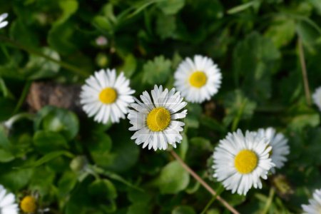 Common daisy flowers - Latin name - Bellis perennis