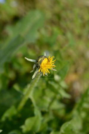 bourgeon de fleur de pissenlit commun - Nom latin - Taraxacum officinale