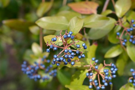 Laurustinus branch with blue berries - Latin name - Viburnum tinus
