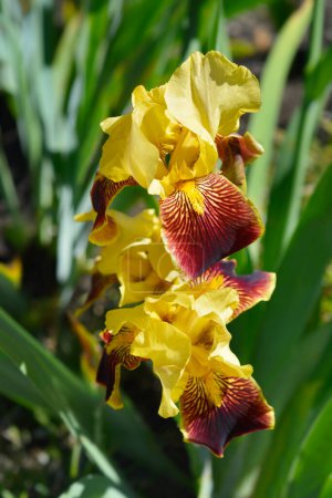 Frontera barbudo Iris Whoop Em Up flores - Nombre latino - Iris Whoop Em Up