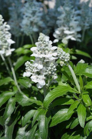 White Mealy Cup Sage flowers - Latin name - Salvia farinacea Victoria White