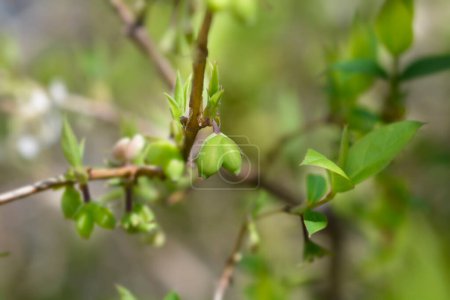 Winterblühender Geißblatt-Zweig mit unreifen Früchten - lateinischer Name - Lonicera fragrantissima