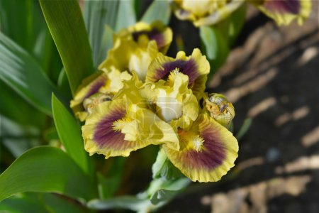 Téléchargez les photos : Standard Nain barbu Iris fleur jaune et violet - Nom latin - Iris Calamus - en image libre de droit
