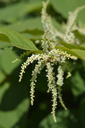 Japanese knotweed branch with flowers - Latin name - Fallopia japonica