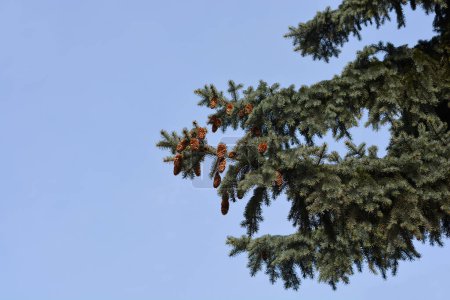 Colorado blue spruce branch with seed cones - Latin name - Picea pungens Glauca