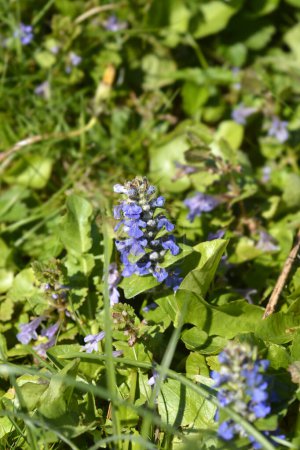 Common bugle flowers - Latin name - Ajuga reptans