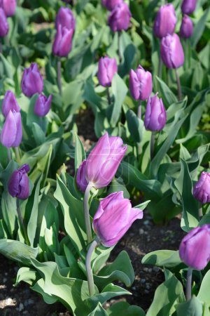 Flieder Tulpenblüten - lateinischer Name - Tulipa Purple Flag