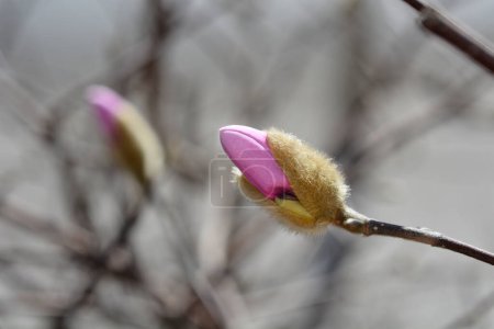 Photo for Star magnolia branch with flower bud - Latin name - Magnolia stellata - Royalty Free Image