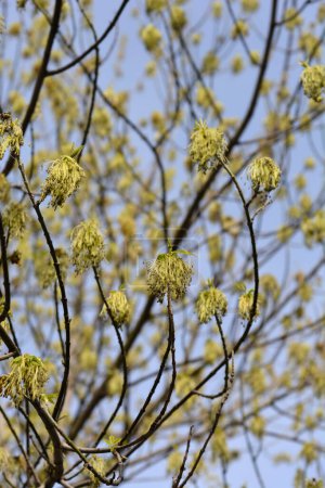 Boxelder maple branches with flowers - Latin name - Acer negundo