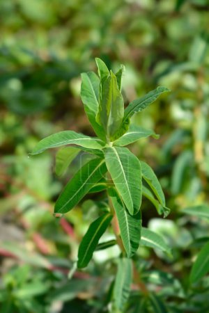 Cushion spurge leaves - Latin name - Euphorbia epithymoides