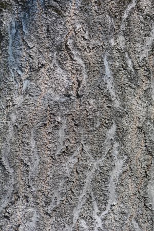 Detalle de la corteza del árbol del cielo - Nombre latino - Ailanthus altissima