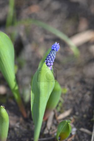 Broad-leaved grape hyacinth flower - Latin name - Muscari latifolium