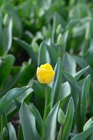 Tulip Strong Gold flower - Latin name - Tulipa Strong Gold