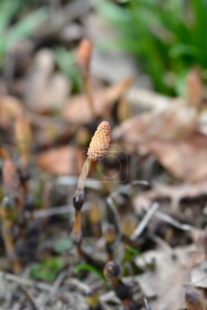 Common horsetail spore cone - Latin name - Equisetum arvense