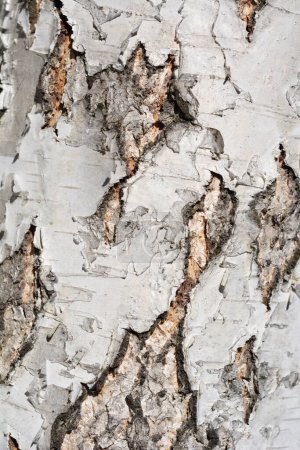 Detail der Birkenrinde - lateinischer Name - Betula pendula