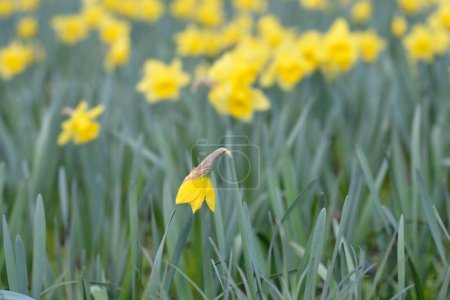 Wilde Narzissen gelbe Blütenknospe - lateinischer Name - Narcissus pseudonarcissus