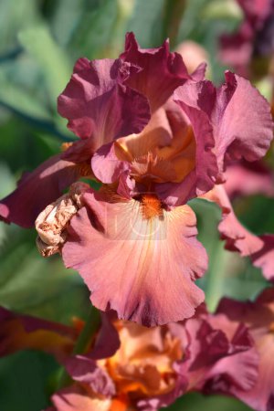 Tall bearded iris flower - Latin name - Iris barbata elatior Lady Friend