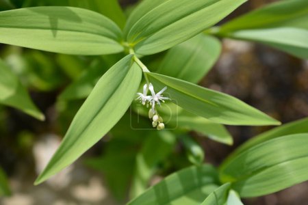 Star flowered lily of the valley leaves and flowers - Latin name - Maianthemum stellatum