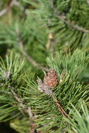 Rama de pino de montaña enano con cono de semilla - Nombre latino - Pinus mugo