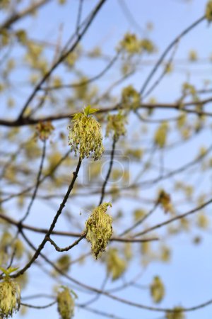 Boxelder branche d'érable avec des fleurs - Nom latin - Acer negundo