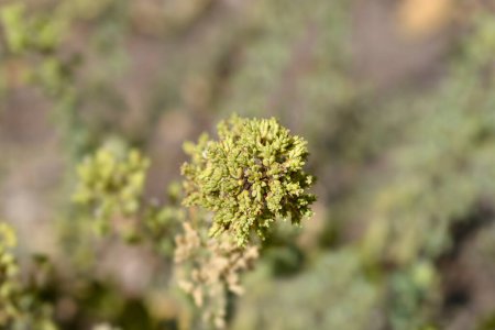 Marjolaine d'hiver - Nom latin - Origanum vulgare subsp. viridulum