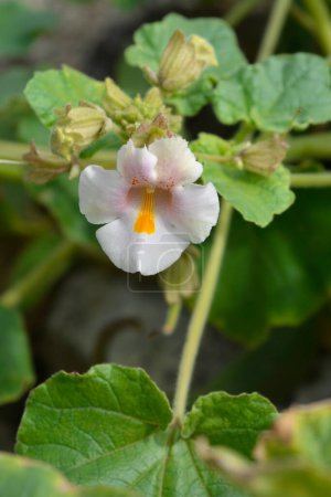 Flor de garra común de diablos - Nombre latino - Proboscidea louisianica
