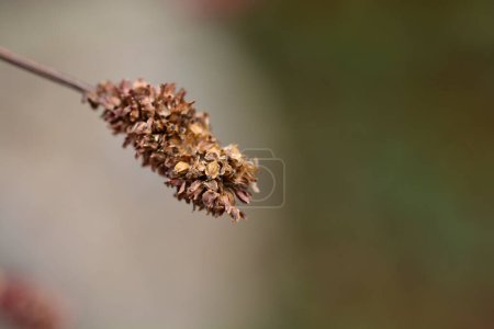 Great burnet seed head - Latin name - Sanguisorba officinalis