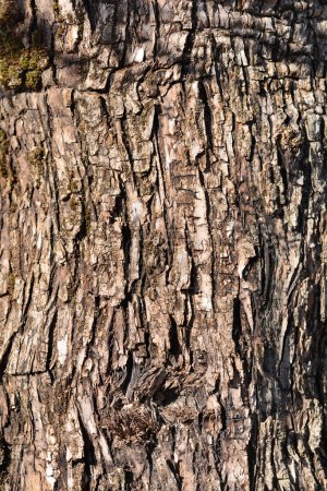 Common olive bark detail - Latin name - Olea europaea