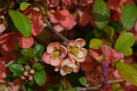 Floraison japonaise branche de coing avec des fleurs - Nom latin - Chaenomeles japonica